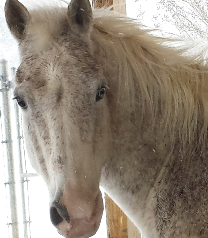 horse