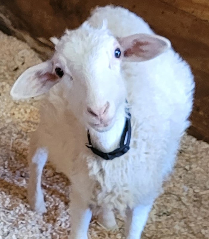 sheep