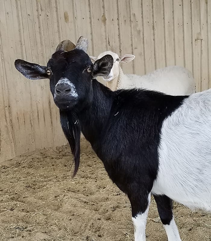 goat