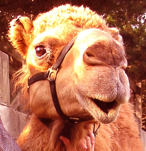 camel closeup