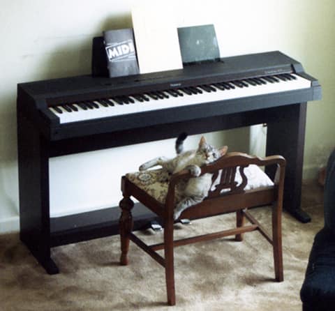 electric piano  and cat