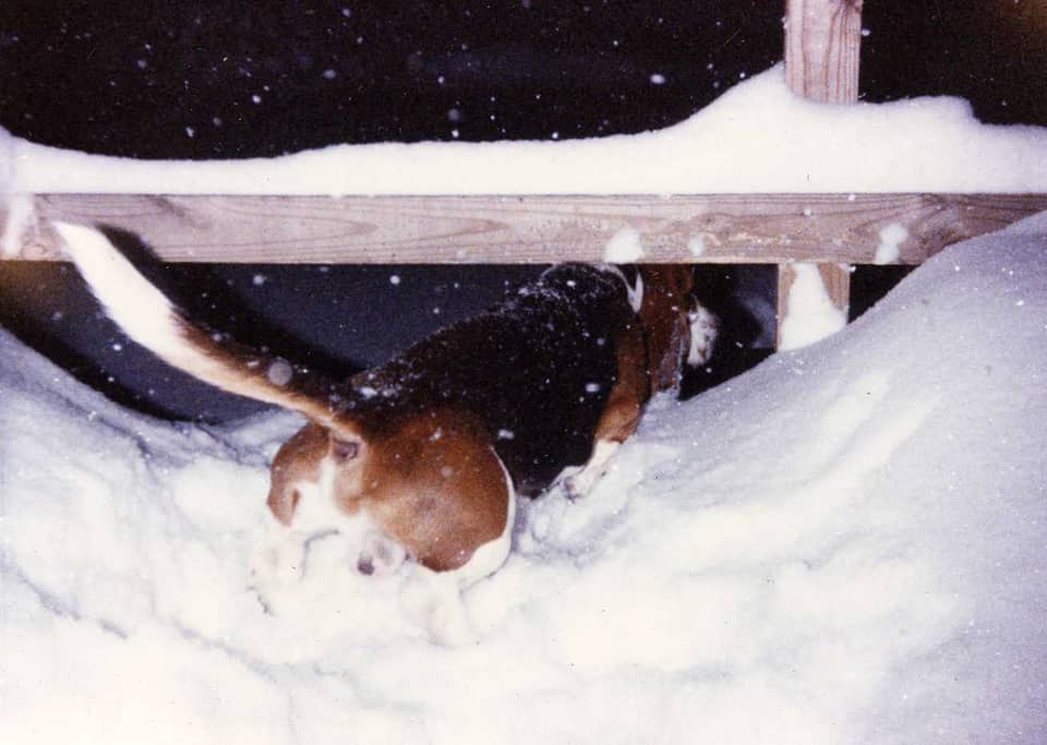 basset hound leaving
