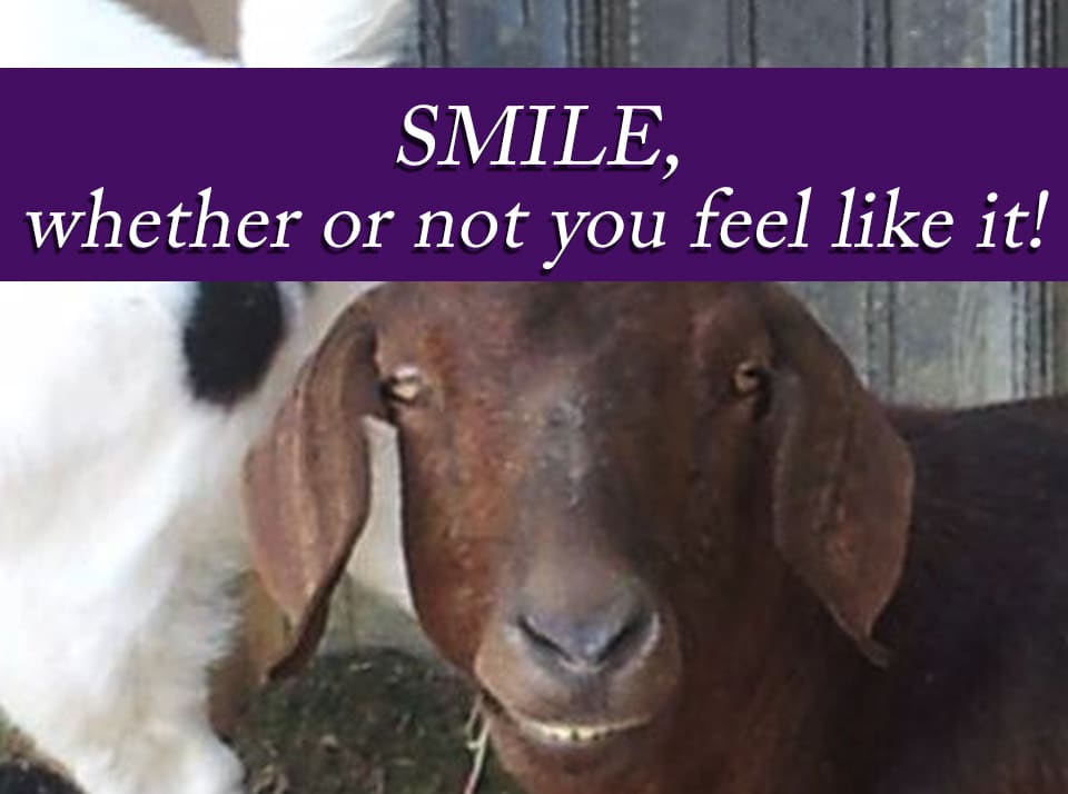 nubian goat smiling