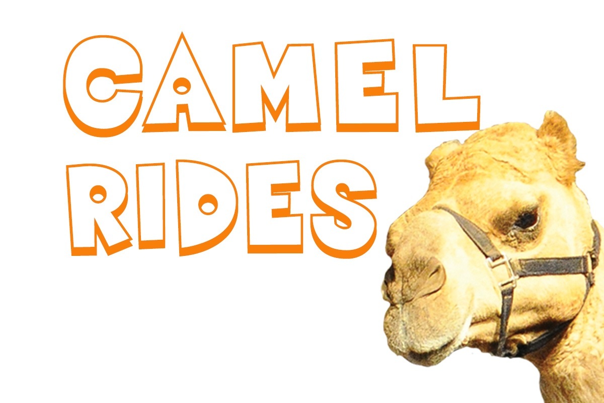 16 Camel Rides