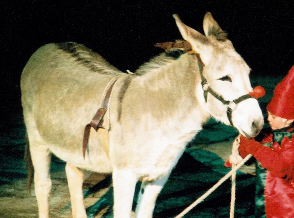 donkey
