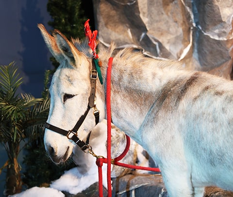 donkey with antlers