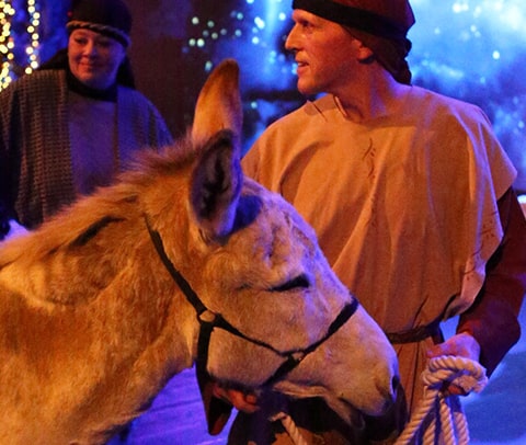 donkey nudging